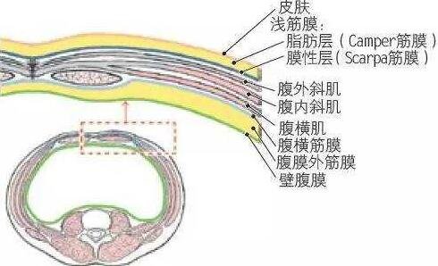 camper筋膜scarpa筋膜图片