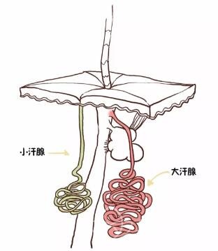 成都*腋臭研究院教你如何化解狐臭带来的尴尬